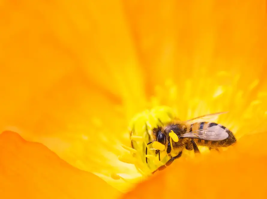 abeja polinizando una flor amarilla de color intenso