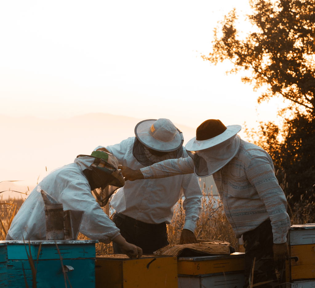 Apicultores al atardecer en la naturaleza