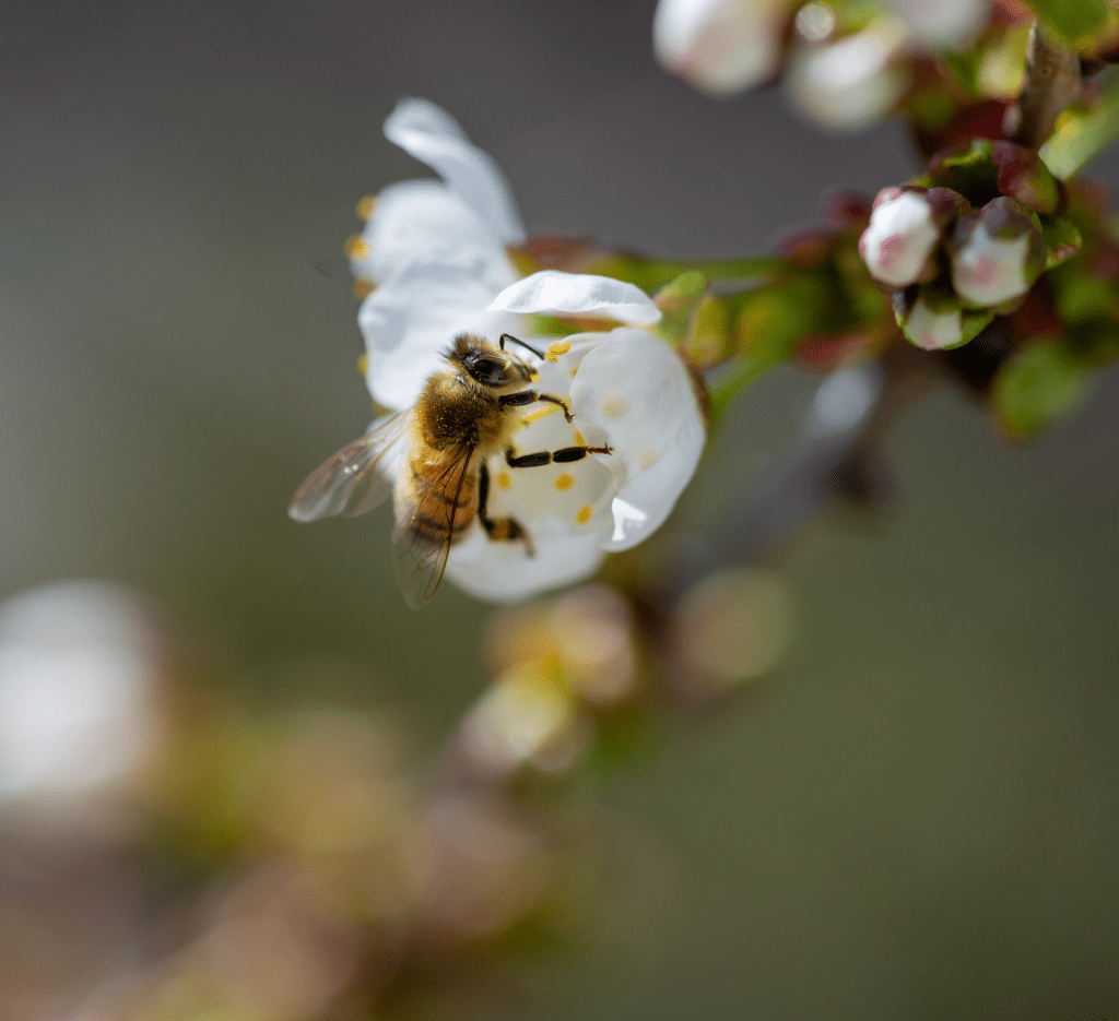 abeja polinizando una flor blanca