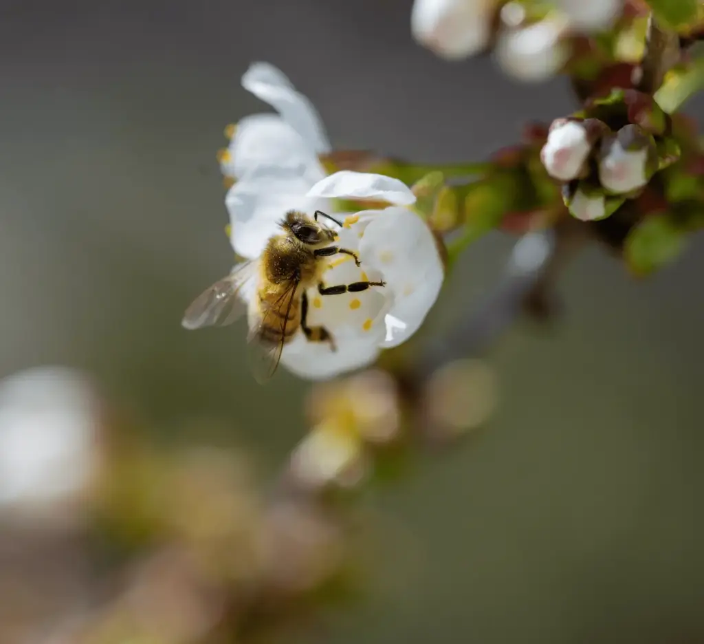 abeja polinizando una flor blanca