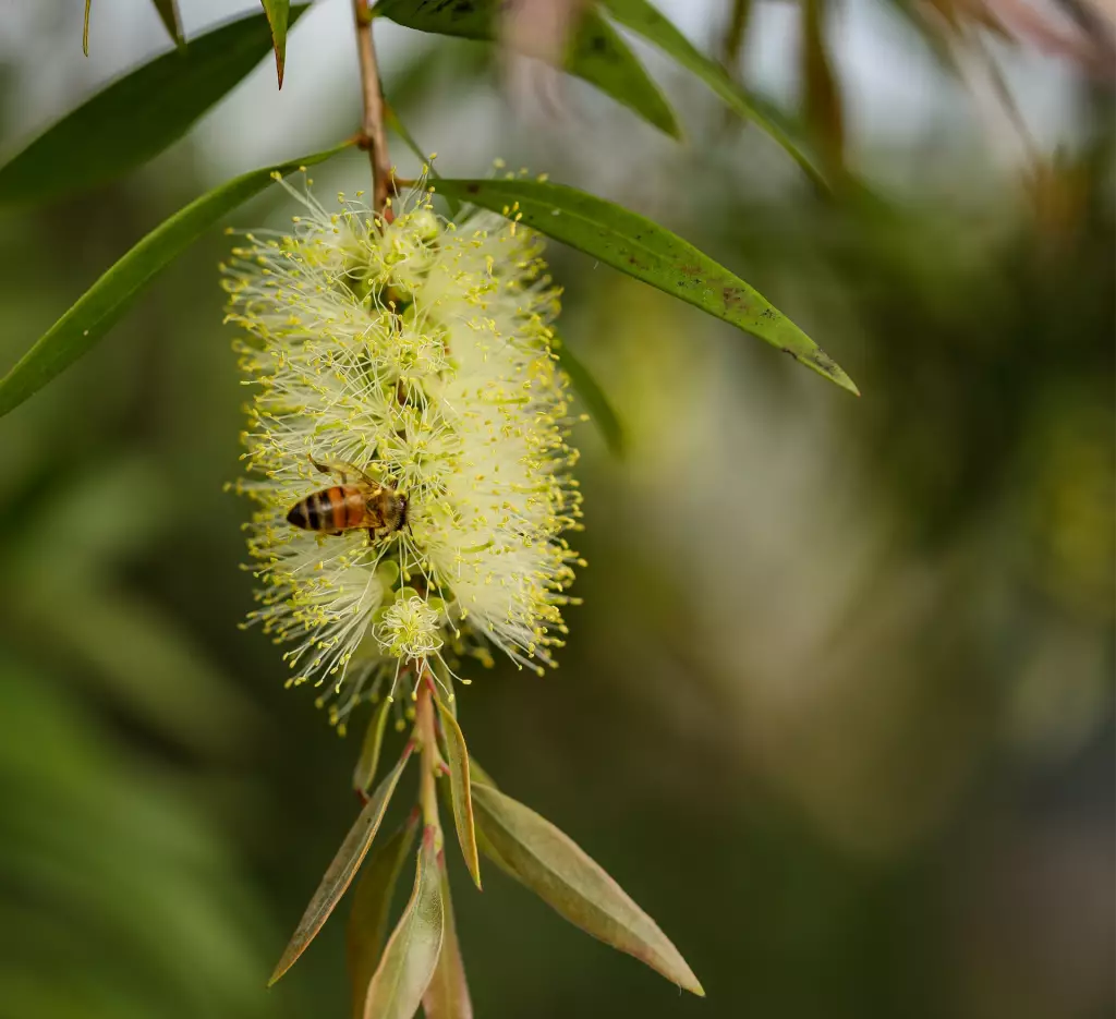 Abeja polinizando flor del castaño
