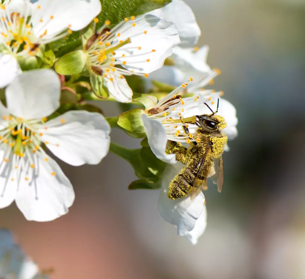 Abeja polinizando flor del naranjo