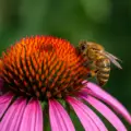 ¿Cómo hacen la miel las abejas? El fascinante proceso natural de las obreras
