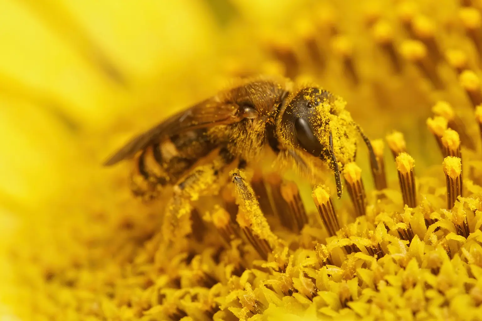 Abeja recolectando sobre una flor amarilla en primer plano