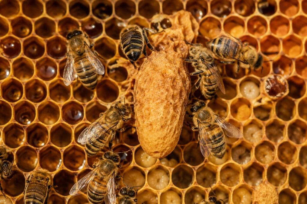 Celda real de abeja reina sobre un panal rodeada de abejas obreras